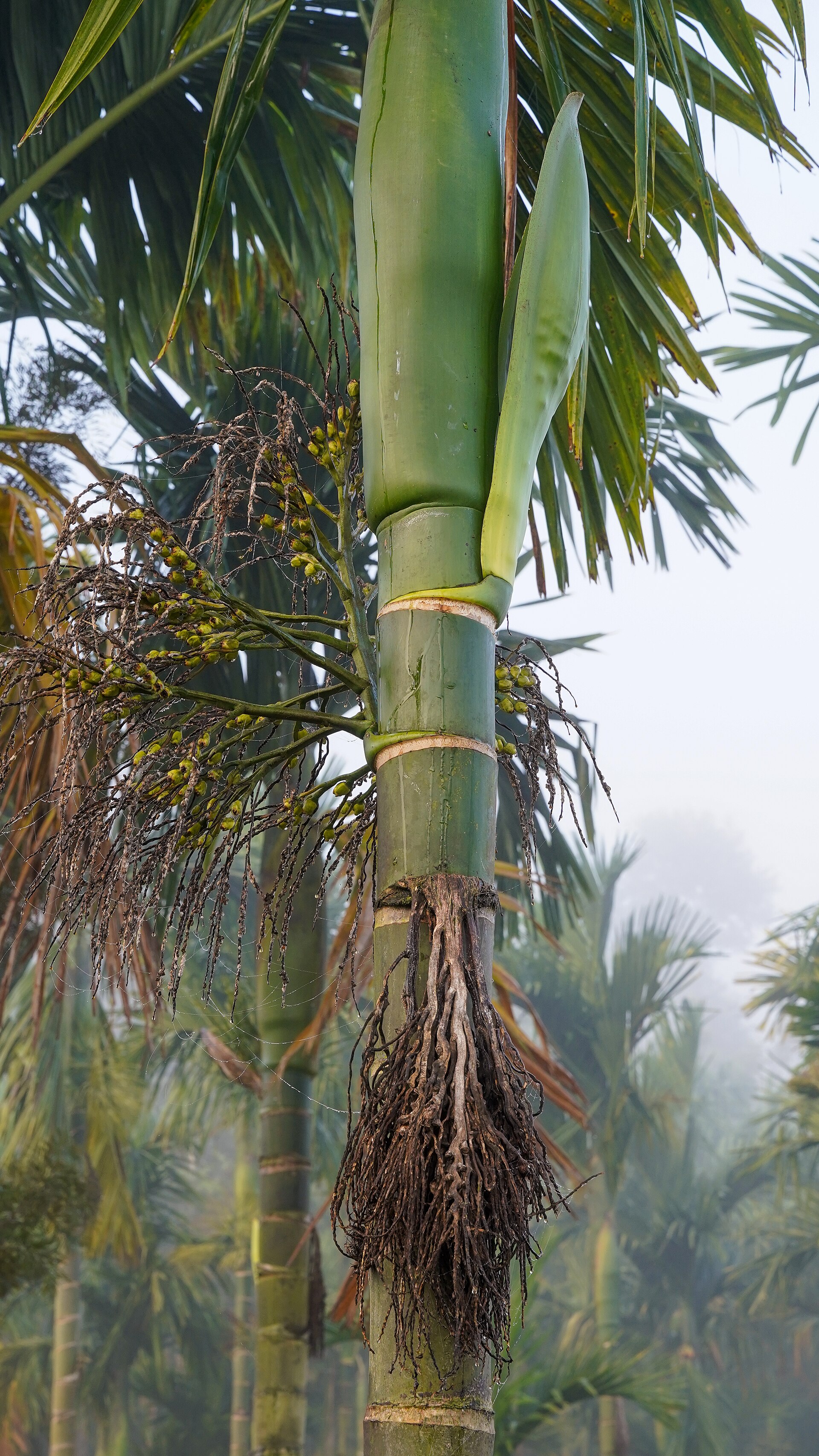 印度 Coorg 的槟榔树，枝头挂着成串果实与花苞